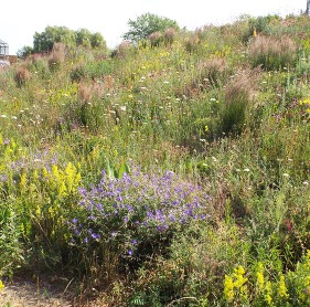 Burgess Park d