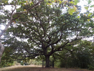 One Tree Hill