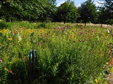 Burgess Park Wildflower 1
