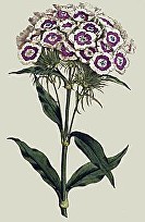 Curtis Botanical Magazine